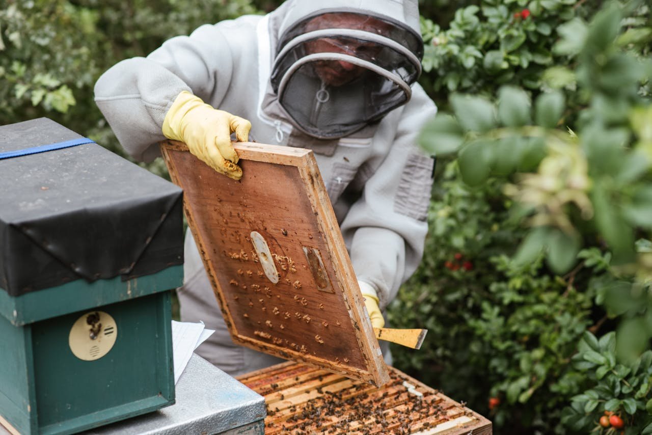 A beekeeper in protective gear inspecting a hive outdoors in a rural area.